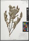 Foto von Salix glaucosericea Flod.